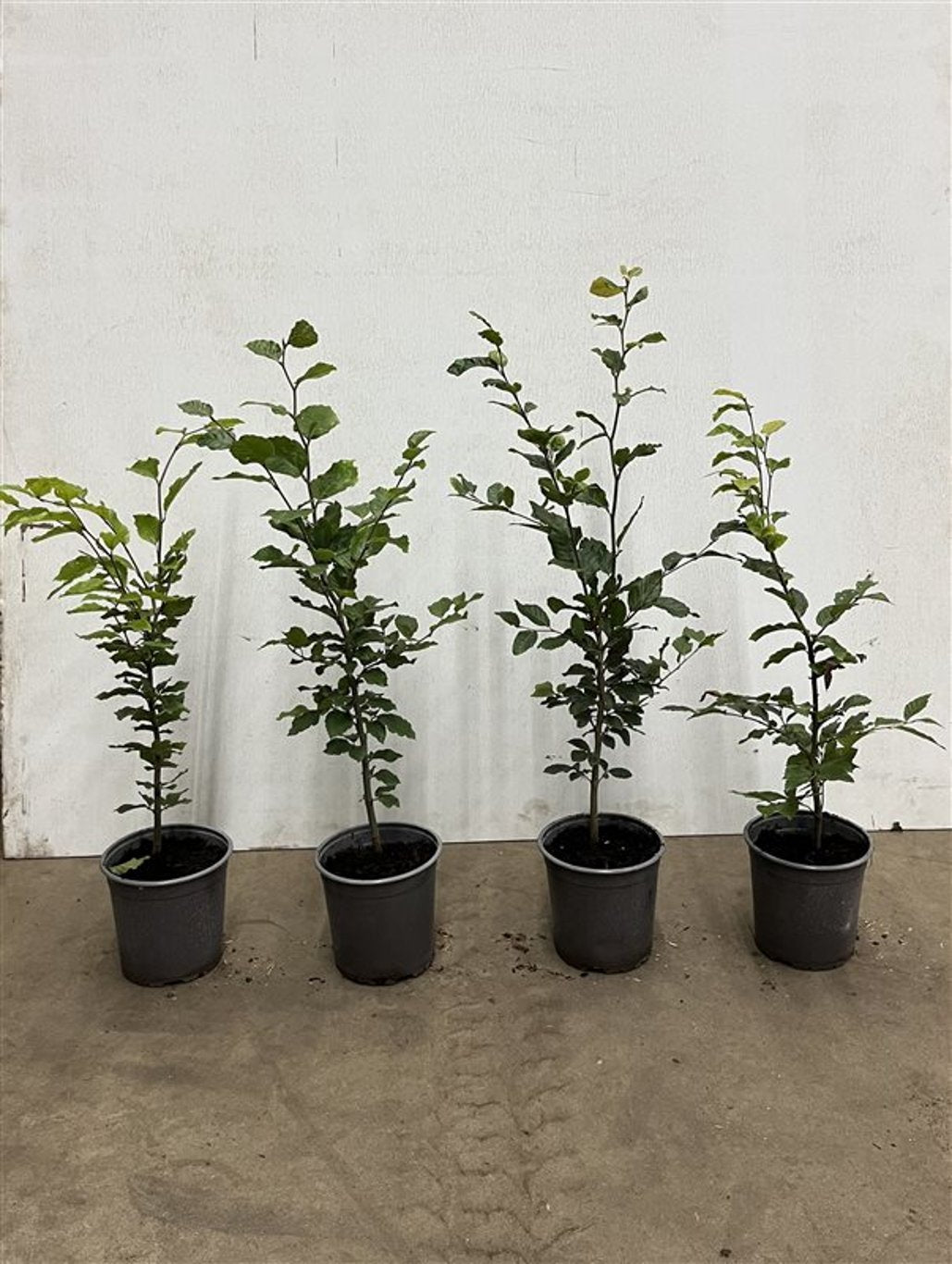 Fagus sylvatica - C2.5 60-80 CM